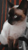 Anja
