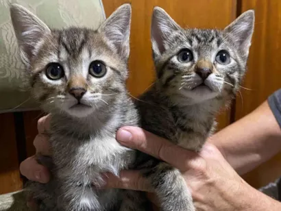 Gato raça SRD-ViraLata idade 2 a 6 meses nome Gatinhos