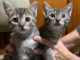 Gatinhos