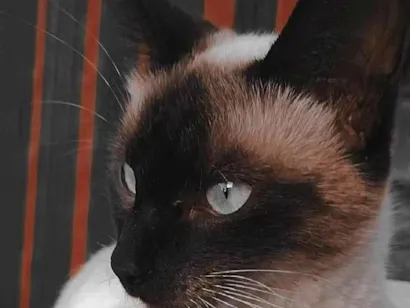 Gato raça Siamês idade 1 ano nome Anja