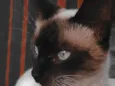 Anja