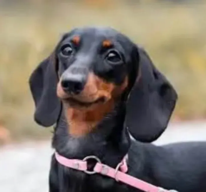 Cachorro ra a Basset-Cofap idade 1 ano nome Beethoven 