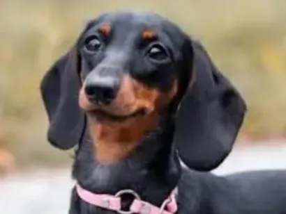 Cachorro raça Basset-Cofap idade 1 ano nome Beethoven 