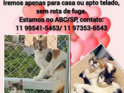 Gato raça SRD-ViraLata idade 2 a 6 meses nome Docinho e Clara