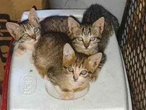 Gato raça SRD-ViraLata idade Abaixo de 2 meses nome 3 gatas