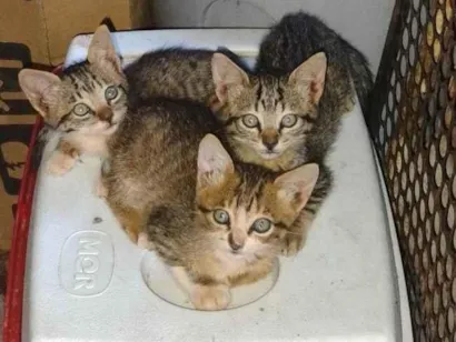 Gato raça SRD-ViraLata idade Abaixo de 2 meses nome 3 gatas