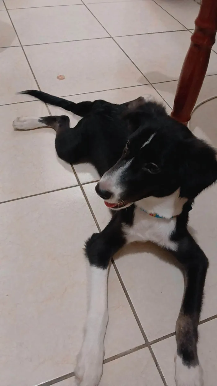 Cachorro ra a SRD-ViraLata idade 2 a 6 meses nome Madruguinha 
