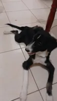 Madruguinha