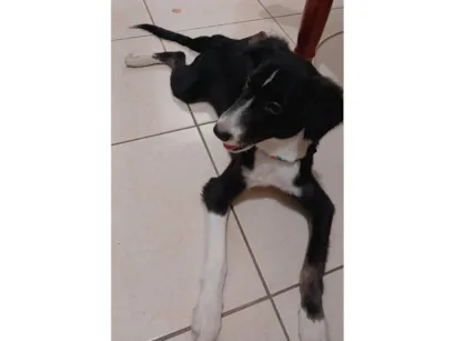 Cachorro raça SRD-ViraLata idade 2 a 6 meses nome Madruguinha 
