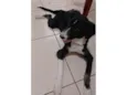 Madruguinha