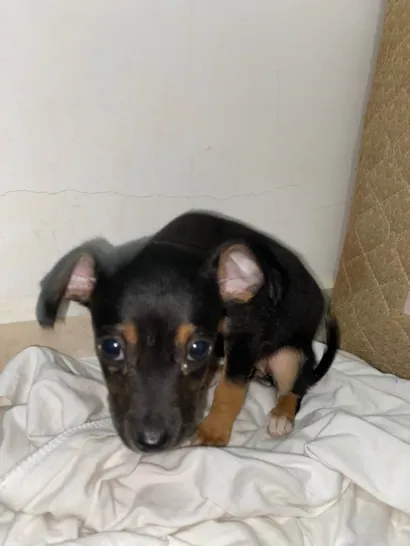Cachorro raça SRD-ViraLata idade Abaixo de 2 meses nome O nome dele é bily 