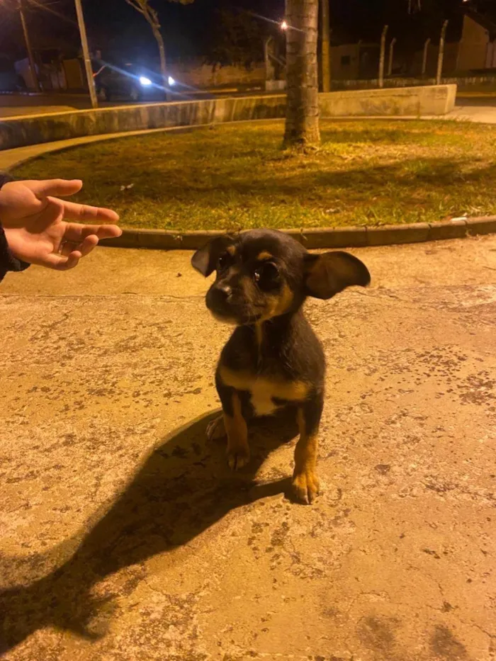 Cachorro ra a SRD-ViraLata idade Abaixo de 2 meses nome O nome dele é bily 