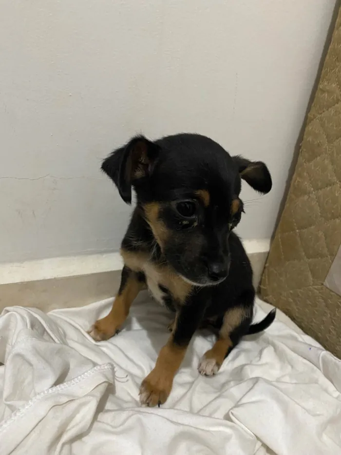 Cachorro ra a SRD-ViraLata idade Abaixo de 2 meses nome O nome dele é bily 