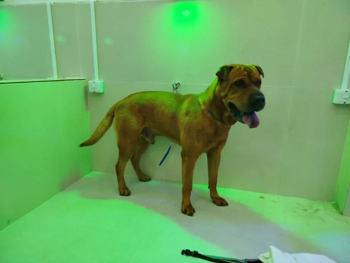 Cachorro ra a Shar Pei idade 6 ou mais anos nome Teo e Tobias