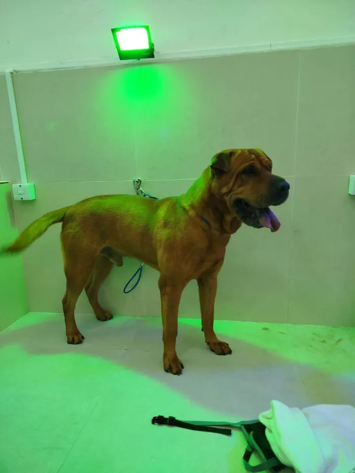 Cachorro ra a Shar Pei idade 6 ou mais anos nome Teo e Tobias
