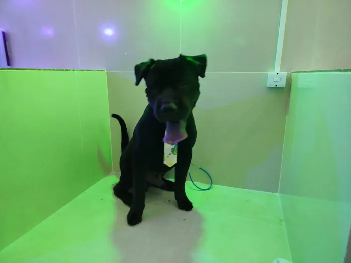 Cachorro ra a Shar Pei idade 6 ou mais anos nome Teo e Tobias