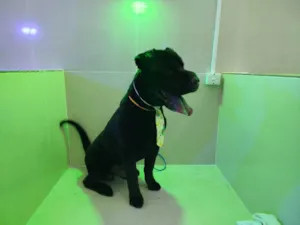 Cachorro raça Shar Pei idade 6 ou mais anos nome Teo e Tobias