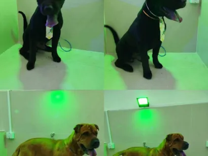 Cachorro raça Shar Pei idade 6 ou mais anos nome Teo e Tobias