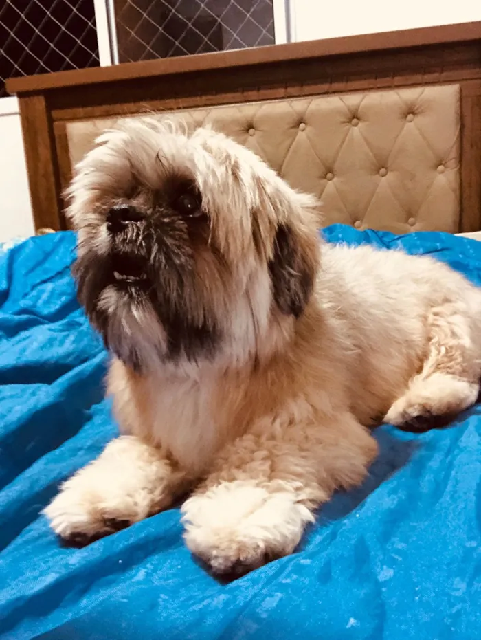 Cachorro ra a Shitzu idade 5 anos nome Joaquim César 