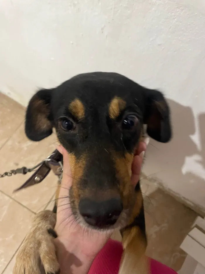 Cachorro ra a SRD-ViraLata idade 3 anos nome Maya