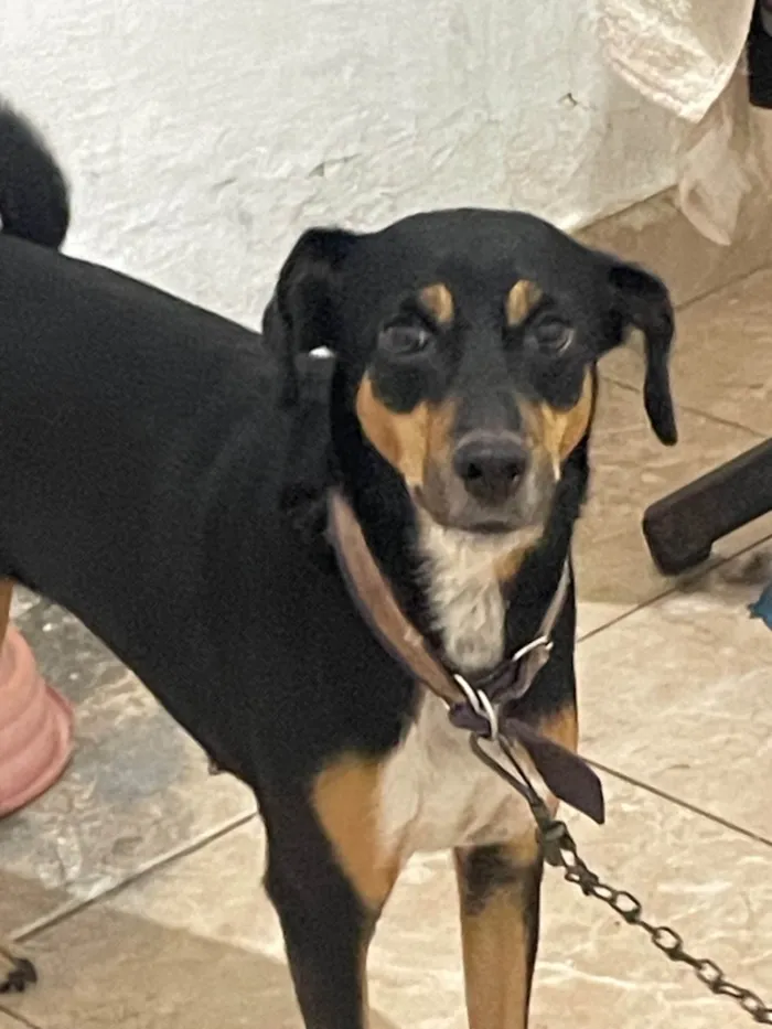 Cachorro ra a SRD-ViraLata idade 3 anos nome Maya