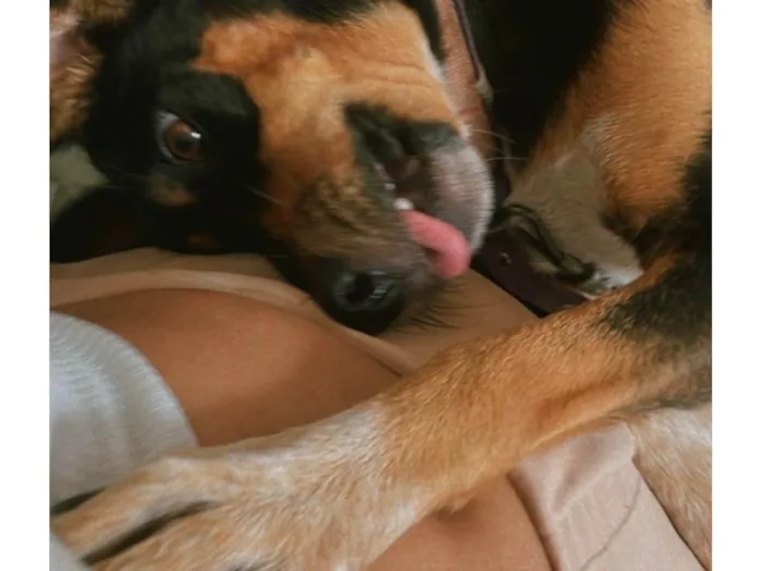Cachorro ra a SRD-ViraLata idade 3 anos nome Maya