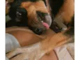 Maya
