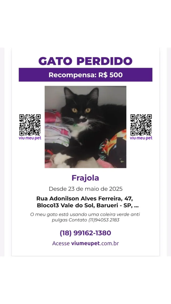 Gato ra a SRD-ViraLata idade 3 anos nome Frajola