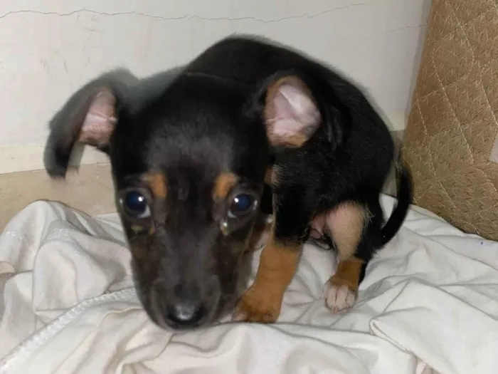 Cachorro ra a SRD-ViraLata idade Abaixo de 2 meses nome O nome dele é bily 