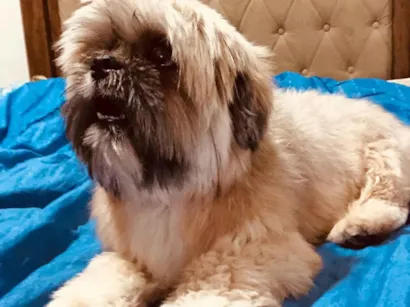 Cachorro raça Shitzu idade 5 anos nome Joaquim César 