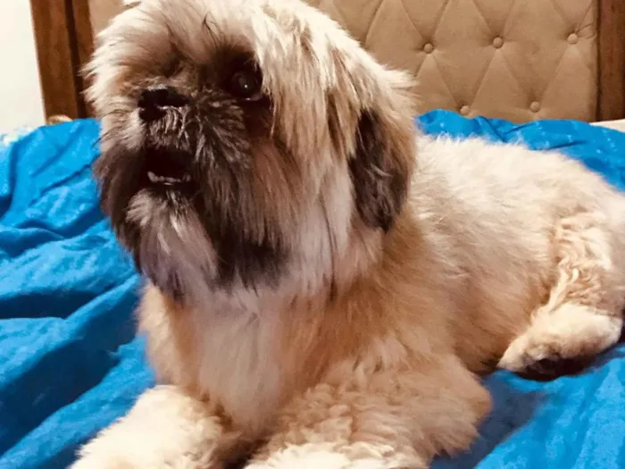 Cachorro ra a Shitzu idade 5 anos nome Joaquim César 