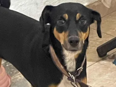 Cachorro raça SRD-ViraLata idade 3 anos nome Maya