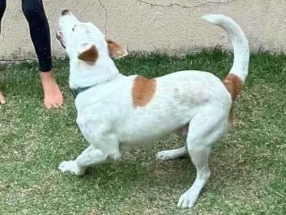 Cachorro raça SRD-ViraLata idade 7 a 11 meses nome Zeus