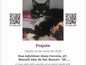 Gato raça SRD-ViraLata idade 3 anos nome Frajola