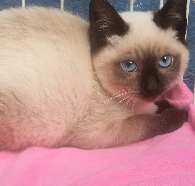 Gato ra a Siamês idade 2 a 6 meses nome VIVI SIAMESA