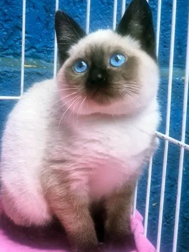 Gato ra a Siamês idade 2 a 6 meses nome VIVI SIAMESA