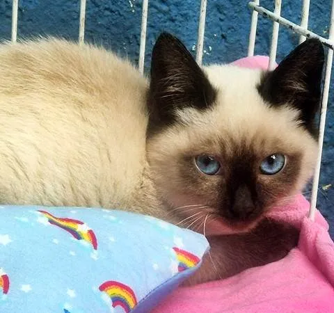 Gato ra a Siamês idade 2 a 6 meses nome VIVI SIAMESA
