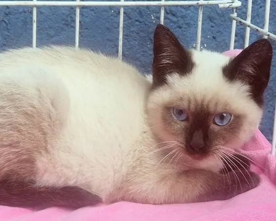 Gato ra a Siamês idade 2 a 6 meses nome VIVI SIAMESA