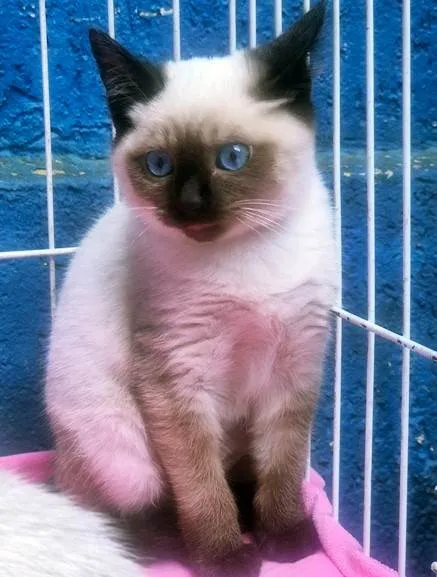 Gato ra a Siamês idade 2 a 6 meses nome VIVI SIAMESA
