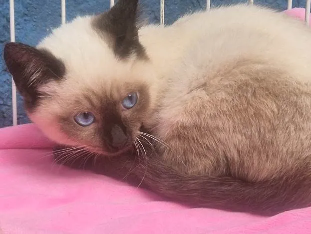 Gato ra a Siamês idade 2 a 6 meses nome VIVI SIAMESA