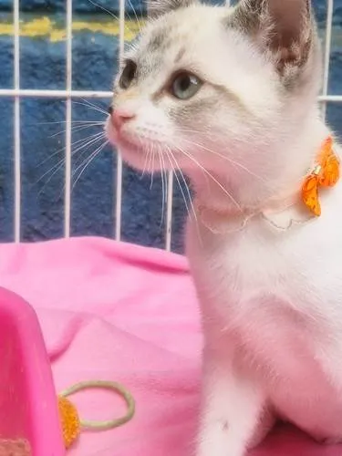 Gato ra a SRD-ViraLata idade 2 a 6 meses nome CLARINDA MIX