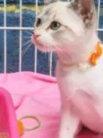 CLARINDA MIX
