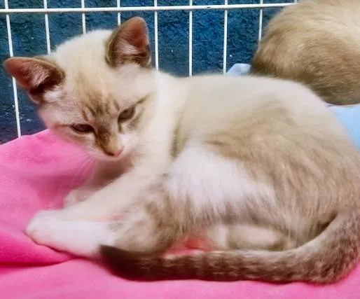 Gato ra a SRD-ViraLata idade 2 a 6 meses nome CLARINDA MIX