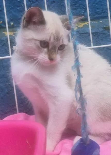 Gato ra a SRD-ViraLata idade 2 a 6 meses nome CLARINDA MIX