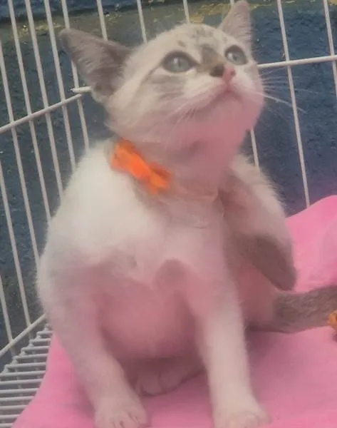 Gato ra a SRD-ViraLata idade 2 a 6 meses nome CLARINDA MIX
