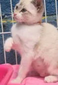 CLARINDA MIX