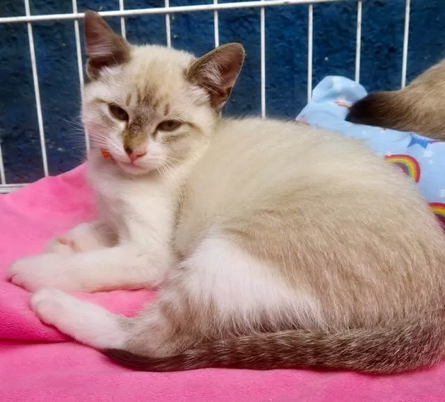 Gato ra a SRD-ViraLata idade 2 a 6 meses nome CLARINDA MIX