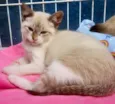 CLARINDA MIX