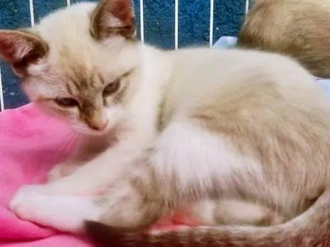 Gato ra a SRD-ViraLata idade 2 a 6 meses nome CLARINDA MIX