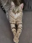 Jolie